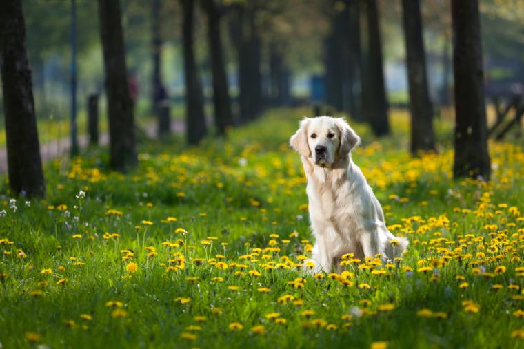 Holidays with dogs in Italy